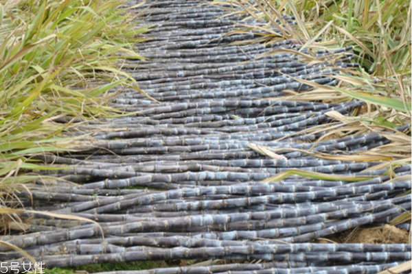 甘蔗為什么會(huì)裂開 4個(gè)主因 甘蔗為什么會(huì)裂開 4個(gè)主因