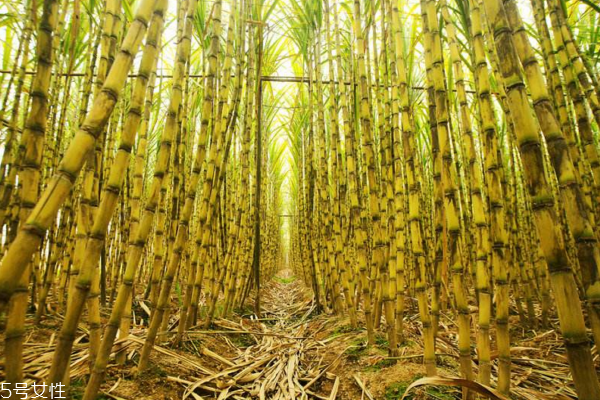 甘蔗多久施一次肥 看這些你就明白了 甘蔗多久施一次肥 看這些你就明白了