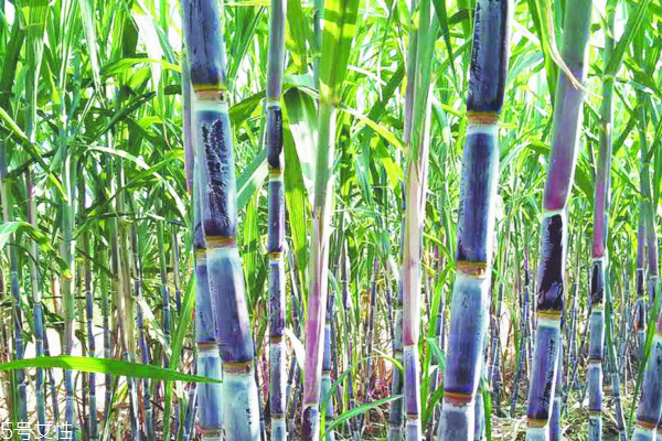 甘蔗多久施一次肥 看這些你就明白了 甘蔗多久施一次肥 看這些你就明白了