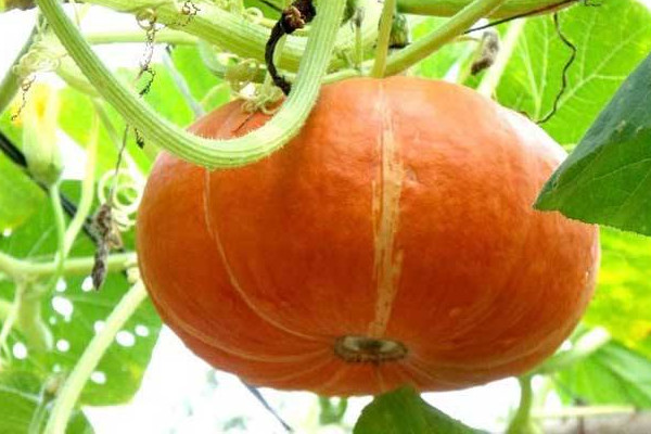 怎么看南瓜老沒老？南瓜吃多的壞處