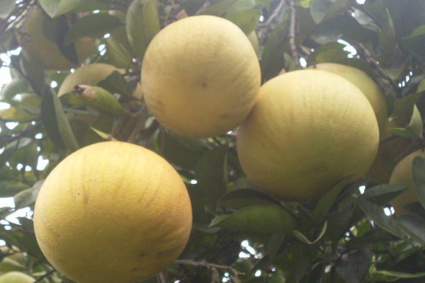 梁平柚子多少錢一斤？梁平柚的上市時(shí)間