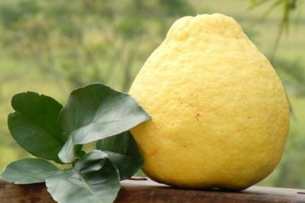 吃沙田柚對身體有什么好處？買的時候一掂二摸三擠壓