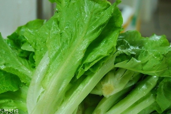 生菜為什么會(huì)苦 是這幾個(gè)原因 生菜為什么會(huì)苦 是這幾個(gè)原因