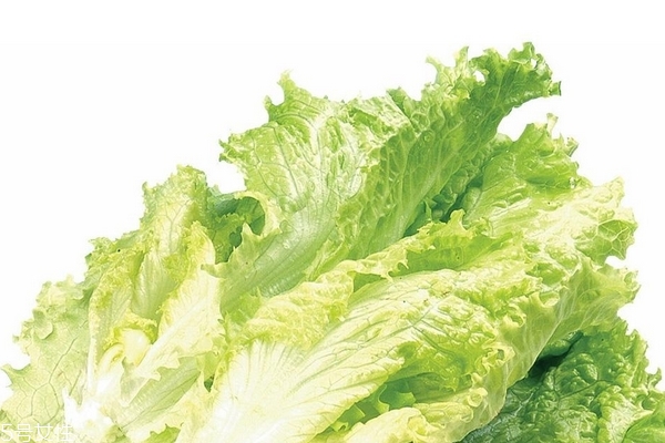 生菜為什么不長(zhǎng)蟲 真相是這樣