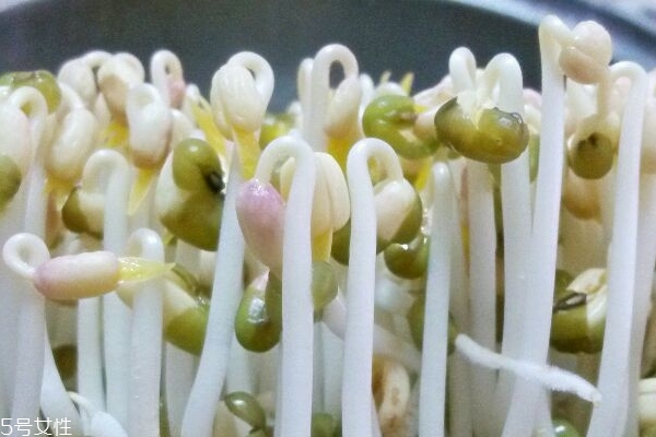 豆芽為什么會(huì)變綠 可能是這2個(gè)原因