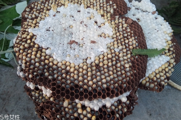 蜂蛹可以下奶嗎 沒(méi)有這個(gè)作用