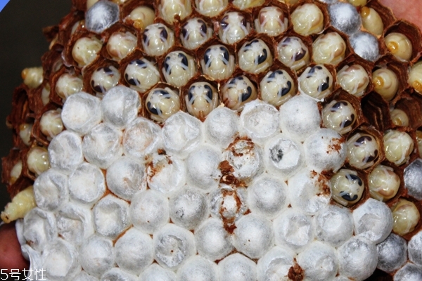 蜂蛹可以下奶嗎 沒(méi)有這個(gè)作用