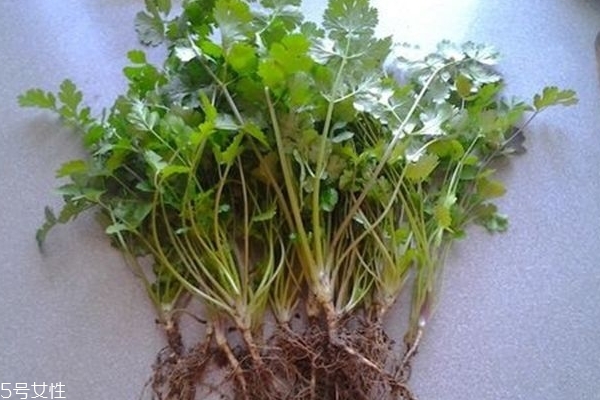 香菜泡水喝有什么好處 有兩個(gè)好處 香菜泡水喝有什么好處 有兩個(gè)好處