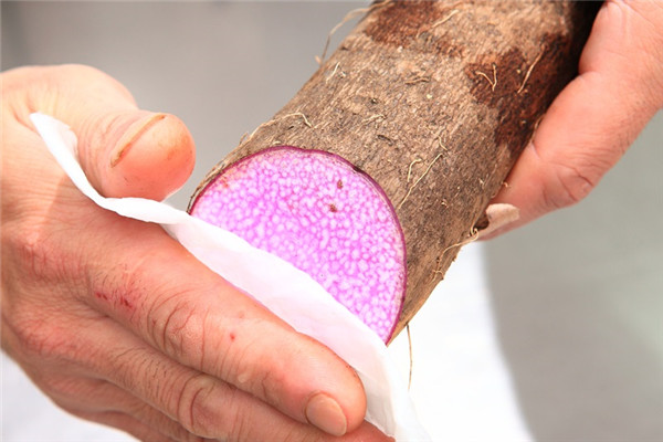 山藥切片后怎么保存 保存山藥的小技巧 山藥切片后怎么保存 保存山藥的小技巧