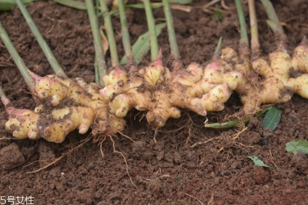 生姜怎么挑選 這樣挑準(zhǔn)沒錯(cuò)