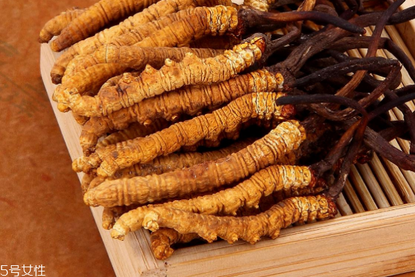 冬蟲(chóng)夏草的功效作用與知識(shí)要點(diǎn)