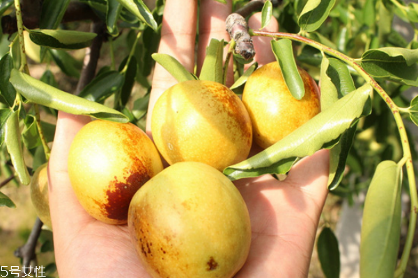 冬棗洗過之后變紅色是為什么 吃冬棗的副作用及壞處 冬棗洗過之后變紅色是為什么 吃冬棗的副作用及壞處