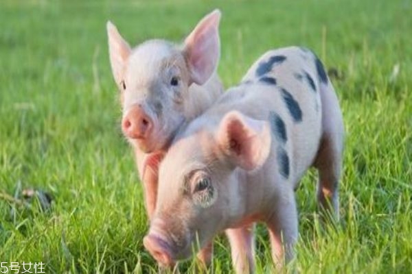 非洲豬瘟傳染人嗎 肉還能吃嗎