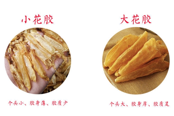 花膠是不是越大越好 還要看品種和干度 花膠是不是越大越好 還要看品種和干度