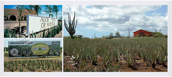 種草綠色農(nóng)場，輕松擁有逆齡肌