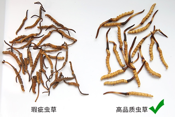 冬蟲夏草產(chǎn)地哪里最好 中國(guó)最有名3大產(chǎn)區(qū)pk