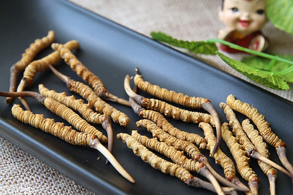 冬蟲夏草產(chǎn)地哪里最好 中國(guó)最有名3大產(chǎn)區(qū)pk