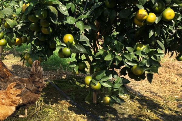 皇帝柑怎么挑 這樣挑準沒錯