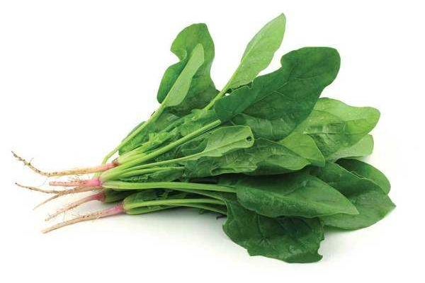 菠菜怎么種 這樣種才對 菠菜怎么種 這樣種才對