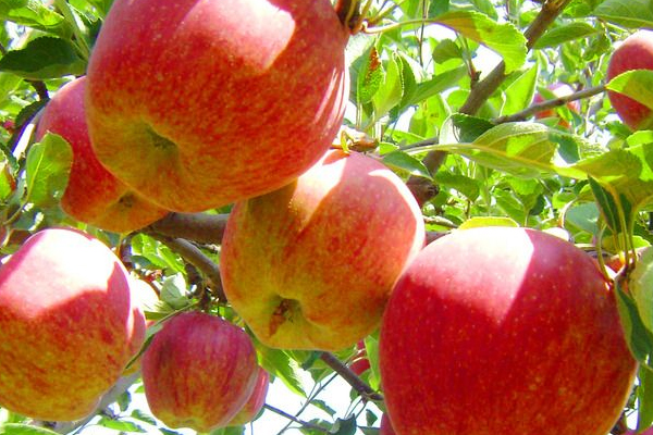 蘋(píng)果上蠟?zāi)艹詥?工業(yè)蠟含鉛汞