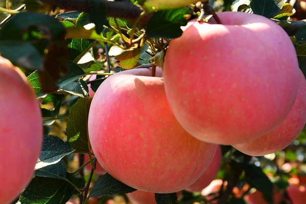 蘋(píng)果上蠟?zāi)艹詥?工業(yè)蠟含鉛汞