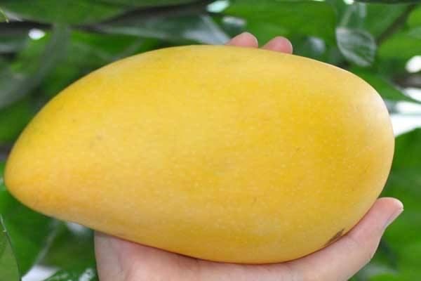 芒果捏軟了還能吃嗎 時(shí)間一長(zhǎng)就會(huì)發(fā)爛