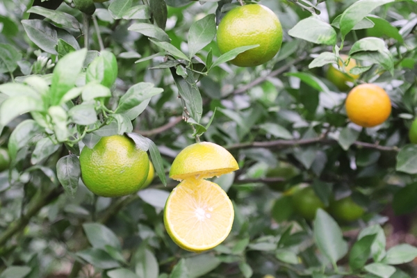 皇帝柑可以蒸著吃嗎 蒸的也美味 皇帝柑可以蒸著吃嗎 蒸的也美味