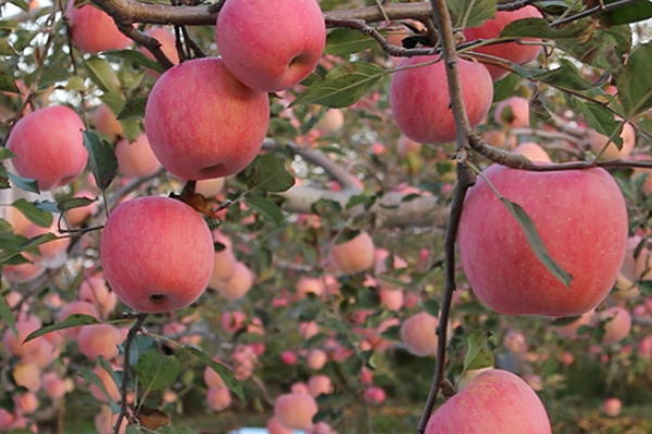 紅富士蘋(píng)果多少錢(qián)一斤 可以參考這個(gè)價(jià)格