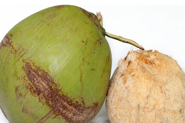 椰子是果實嗎 確實如此 椰子是果實嗎 確實如此