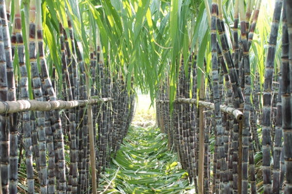 甘蔗怎么吃 有四種吃法