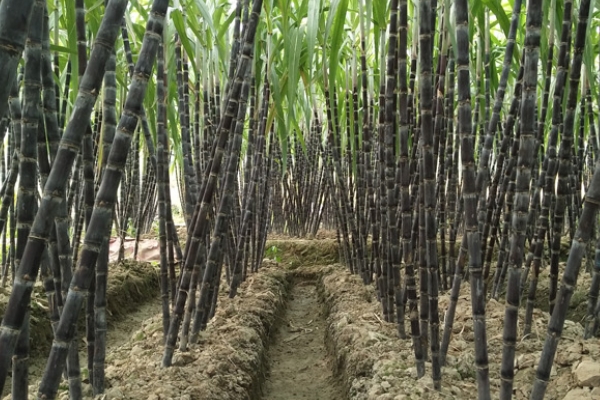 甘蔗會開花嗎 開花甘蔗并不好