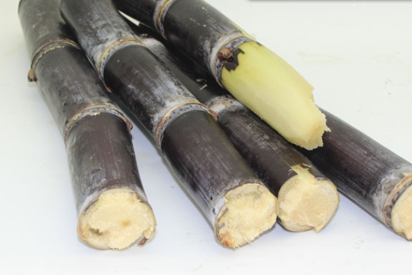 甘蔗哪個(gè)部位最甜 當(dāng)然是這里了