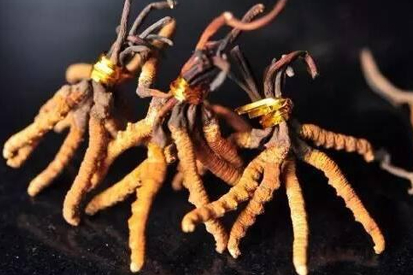 冬蟲(chóng)夏草怎么看好壞 冬蟲(chóng)夏草好壞區(qū)別 冬蟲(chóng)夏草怎么看好壞 冬蟲(chóng)夏草好壞區(qū)別