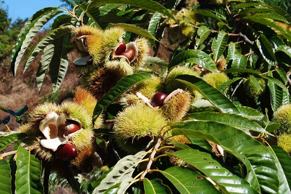 冬季我們應該吃些什么樣的水果才好