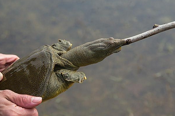 公甲魚(yú)好還是母甲魚(yú)好 都是一樣的 公甲魚(yú)好還是母甲魚(yú)好 都是一樣的