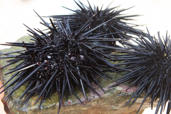 海膽什么季節(jié)最肥？海膽什么時(shí)候最肥