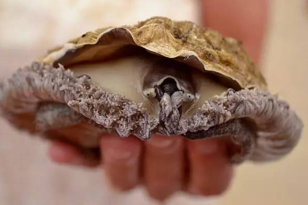 鮑魚為什么沒(méi)有眼睛 其實(shí)是有的 鮑魚為什么沒(méi)有眼睛 其實(shí)是有的