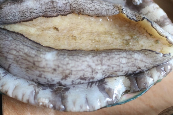 鮑魚為什么沒(méi)有眼睛 其實(shí)是有的 鮑魚為什么沒(méi)有眼睛 其實(shí)是有的