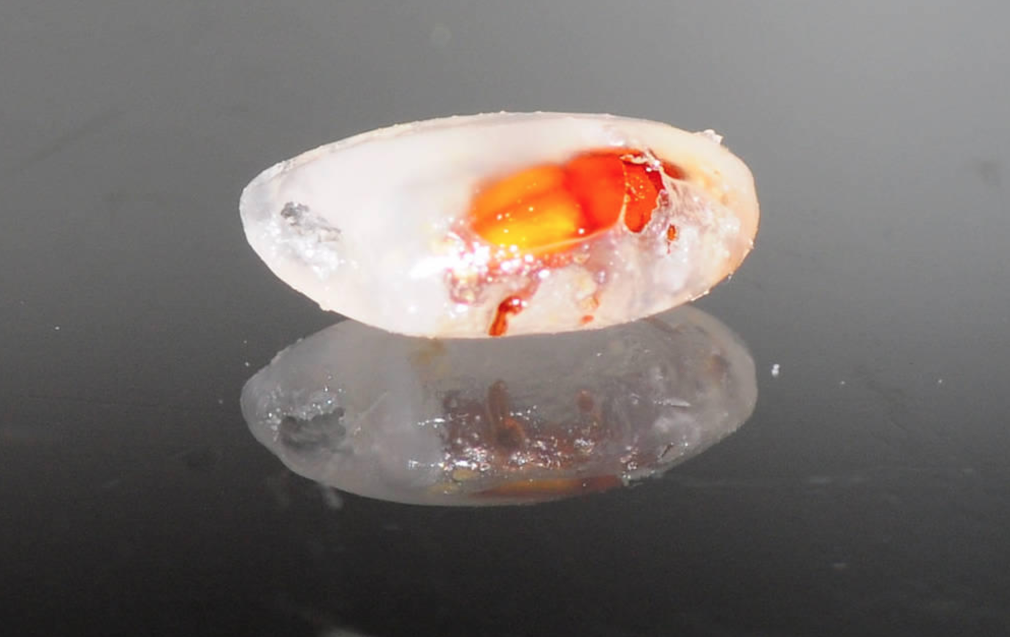 米蟲是怎么長出來的 其實(shí)卵在米里面