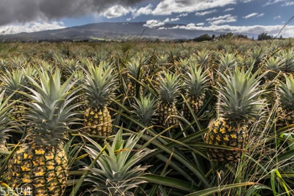 菠蘿是長(zhǎng)在樹(shù)上還是地上 菠蘿是熱性還是涼性