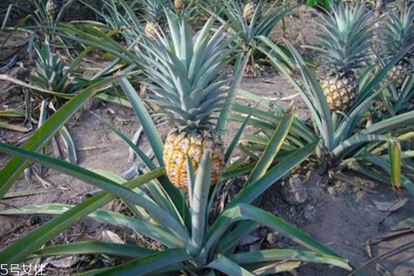 菠蘿是長(zhǎng)在樹(shù)上還是地上 菠蘿是熱性還是涼性