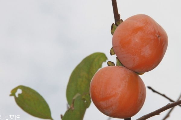 柿子澀嘴怎么辦 吃柿子要注意什么 柿子澀嘴怎么辦 吃柿子要注意什么