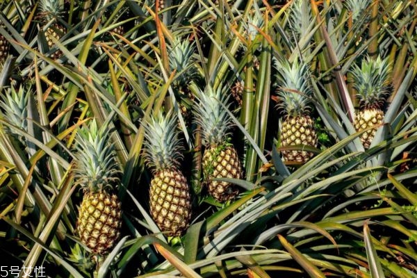 菠蘿適合什么人吃 菠蘿怎么吃防過敏