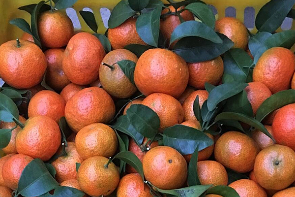 砂糖橘大的好還是小的好 大的果肉會(huì)帶渣