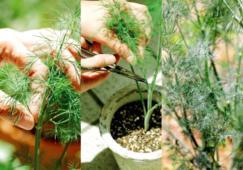 蒔蘿怎么種 北歐料理的靈魂 蒔蘿怎么種 北歐料理的靈魂