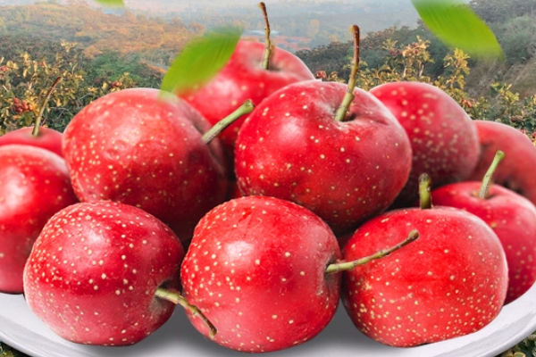 山楂為什么開胃 生來(lái)如此