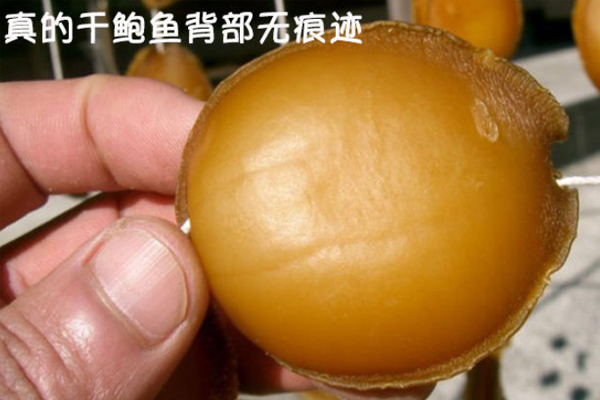 干鮑魚背部有劃痕正常嗎 假鮑魚無疑 干鮑魚背部有劃痕正常嗎 假鮑魚無疑