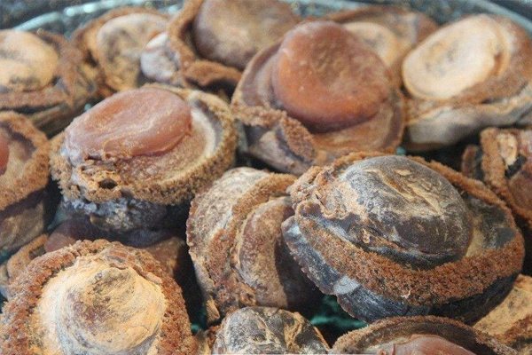 干鮑魚背部有劃痕正常嗎 假鮑魚無疑 干鮑魚背部有劃痕正常嗎 假鮑魚無疑