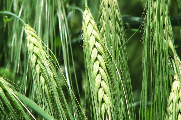 青稞酒是哪個(gè)民族的特色飲品 藏族特色