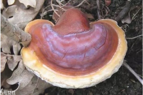 靈芝怎么吃效果最好 吃靈芝的功效 靈芝怎么吃效果最好 吃靈芝的功效